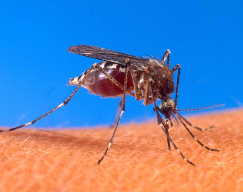 Zika Virus — Key Questions