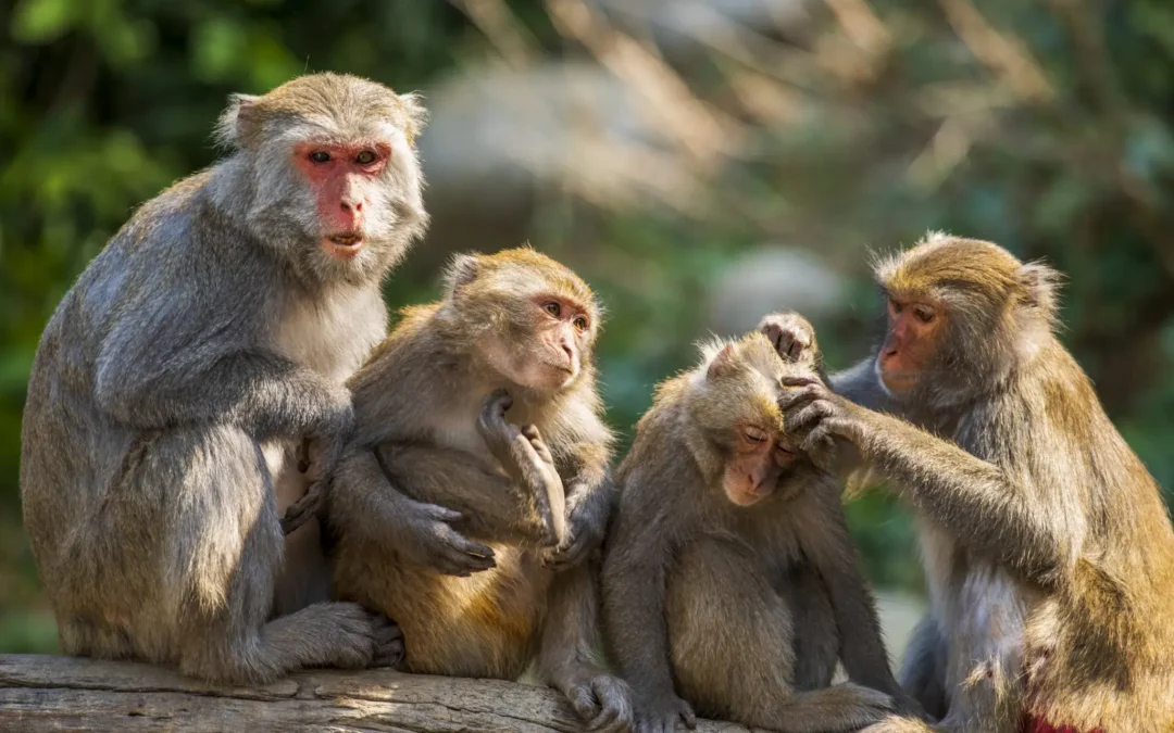 La variole du singe – faut-il paniquer ?